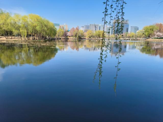 临沂市五洲湖公园绿化景观再提升，这个春天美成这样