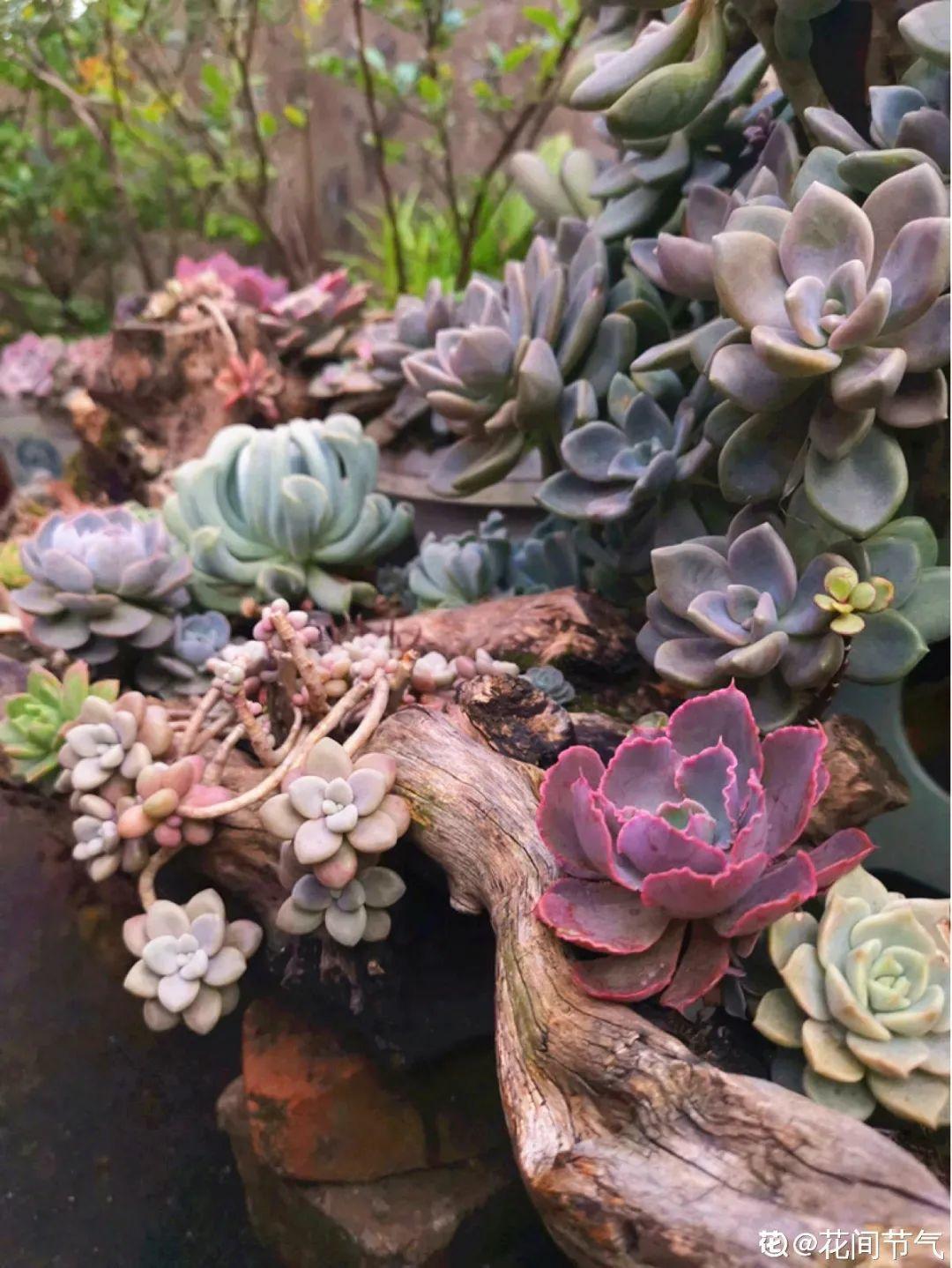 过完年，垃圾桶周围多了不少花，又要开始捡破烂儿了