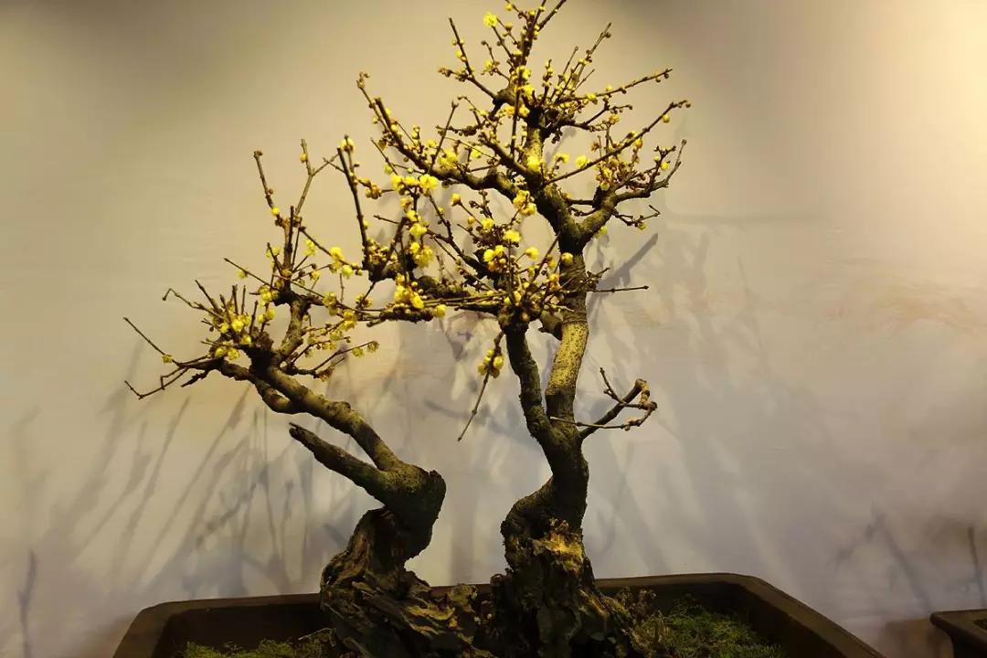 零下10度冻不死的花，不用搬进屋，冬天狂开花