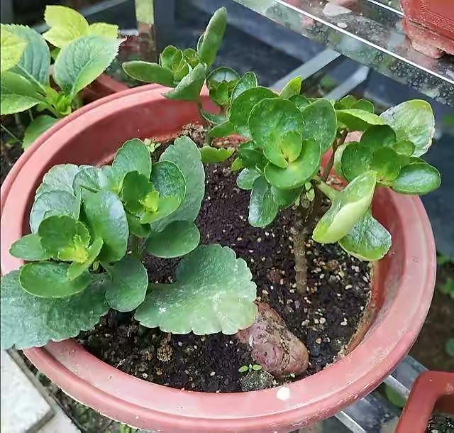 天热“3种花”不能买，看不到花，还容易黄叶烂根，属于白花钱
