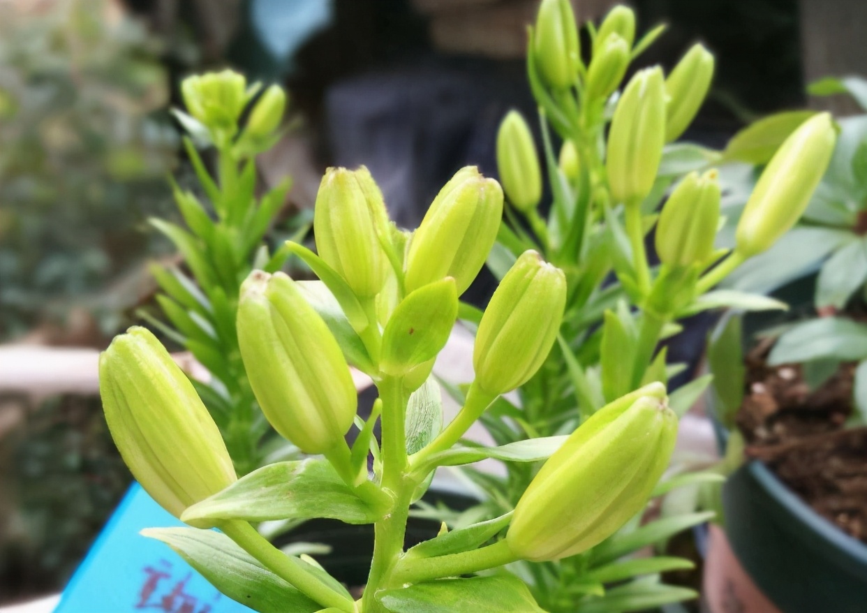 春天怎么养百合花？记住几点没错，枝叶茂盛，花朵又大又多