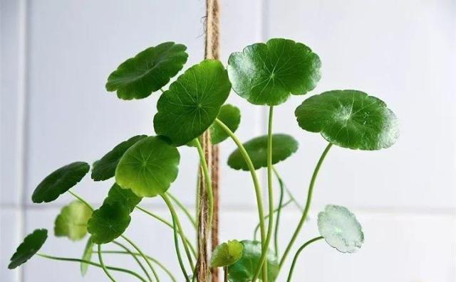 32种花养护大全，新手也能学的会，一年花开好几茬！