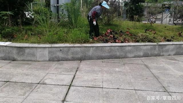 绿化管理,她们是认真的! 绿化管理,她们是认真的!