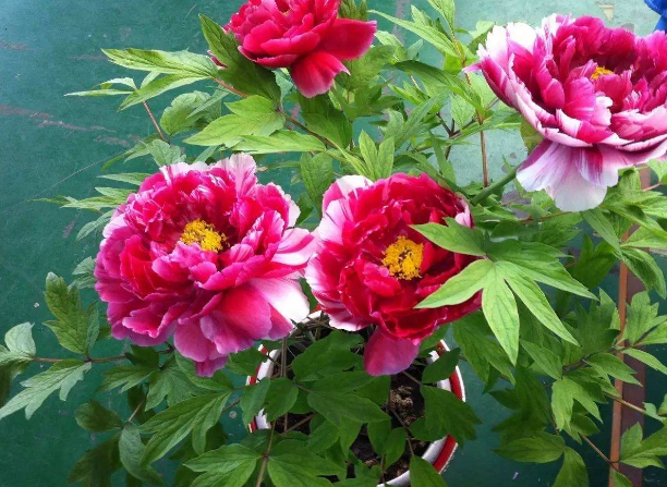 秋养牡丹花：不容易？掌握2个小技巧，照样枝叶繁茂、开花绚烂