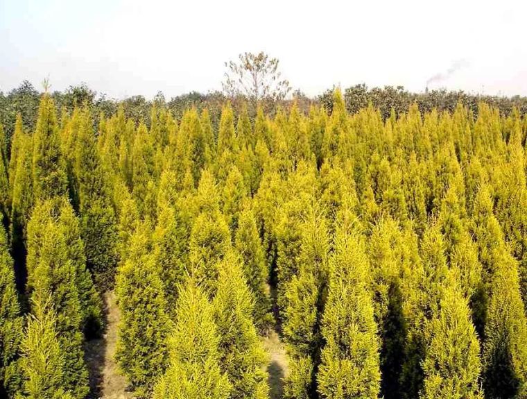 这10种彩叶针树，也许是下一波市场热点