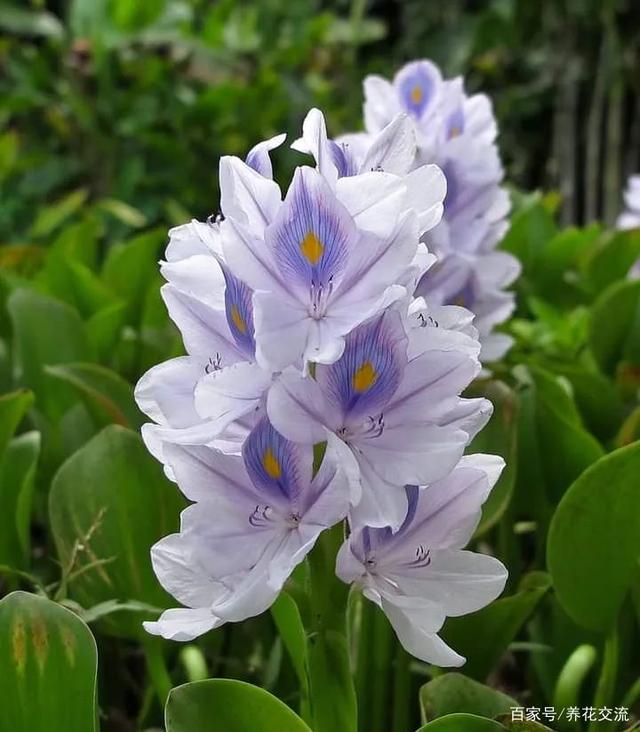 五种养护难度较低的水生植物，都很适合养成小盆栽