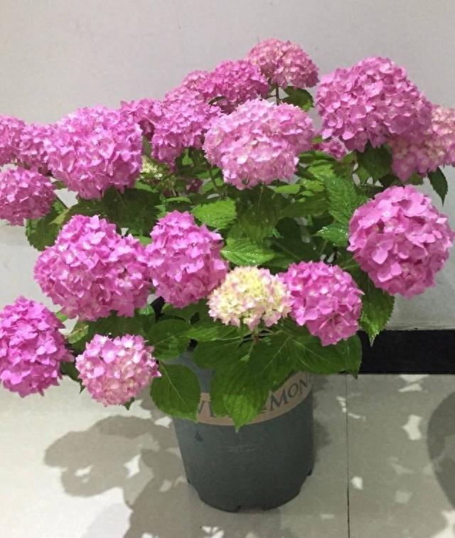 秋天养花，“5种花”抓紧换盆，长得更快更繁茂，开花多10倍