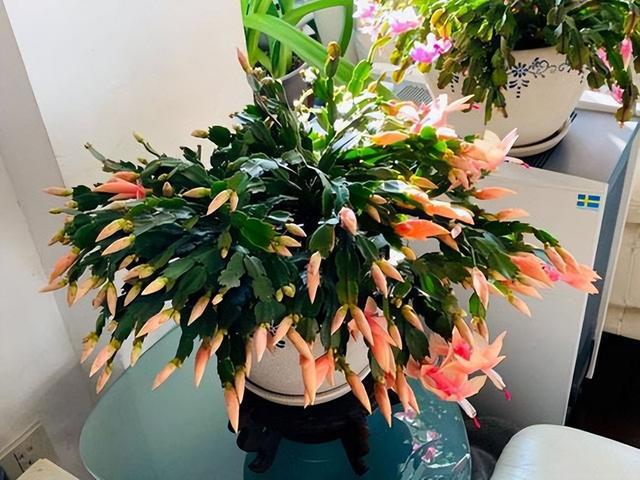 5种吉祥花，秋天要控养，“1少2多”记心间，盆盆开满“富贵花”