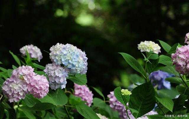 花园三宝“幸福感”排名,月季跌出第一名,花友:榜首实至名归 花园三宝“幸福感”排名,月季跌出第一名,花友:榜首实至名归