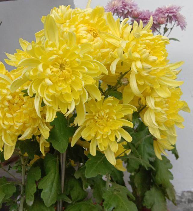 这些年买花踩过的坑，都告诉你，你不要再往里跳了