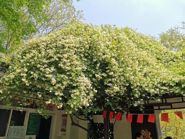 院子再小，也要养棵此花，开花特别美，邻居看了都羡慕