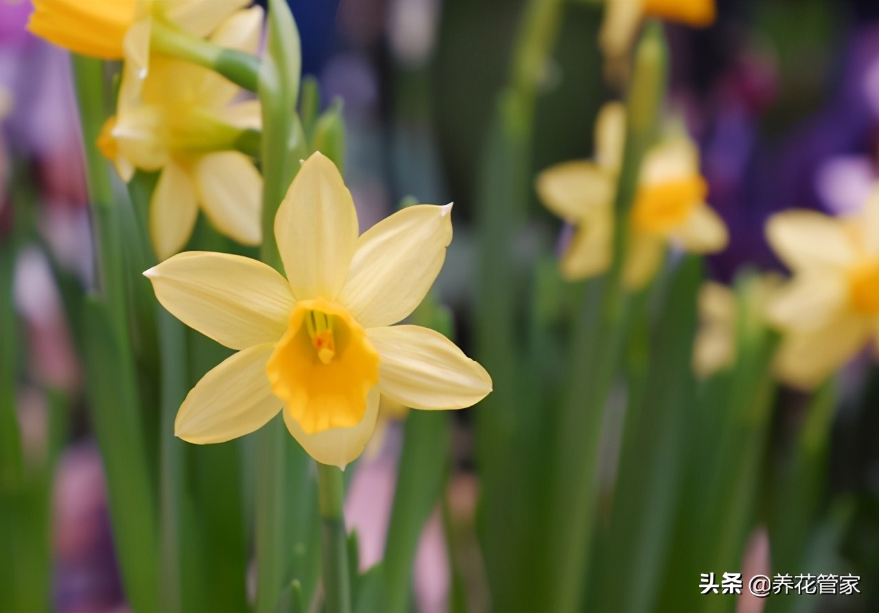 年近了，盘点最有“年味”的5种花