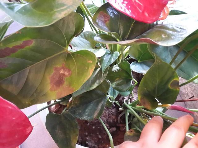 温度高，8种花再旱也“不能喷水”，不是唬人，都是花钱买的教训