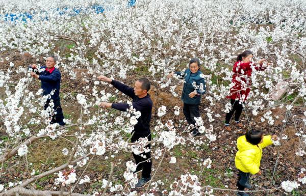 樱桃疏花、“春见”上市、春茶采摘……他们“开工了” 樱桃疏花、“春见”上市、春茶采摘……他们“开工了”