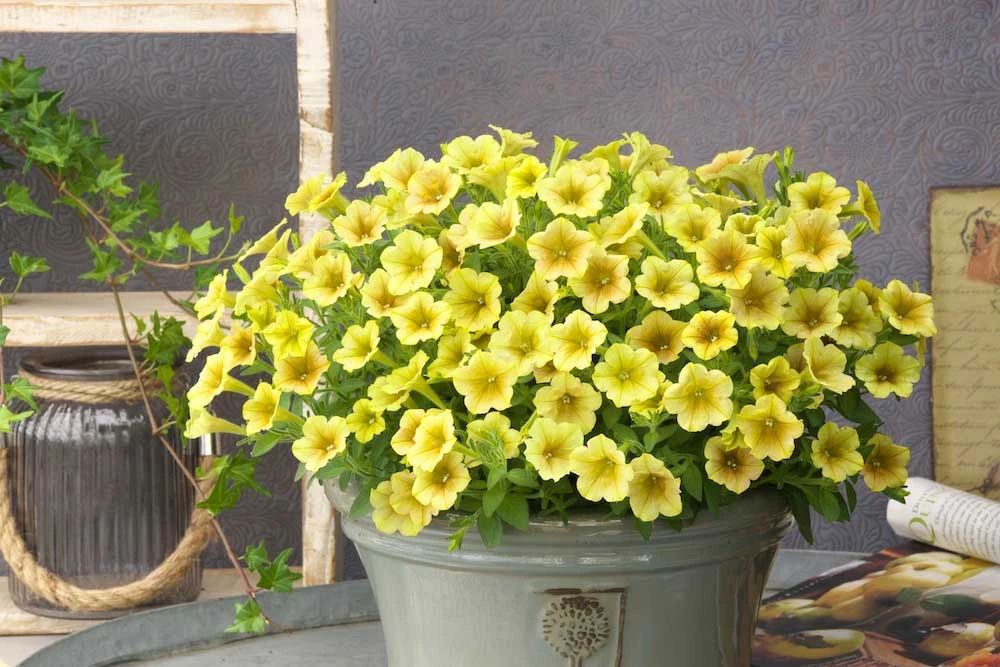 刚买回家的植物是否要换盆？如何让它们生长健康，开花旺盛？