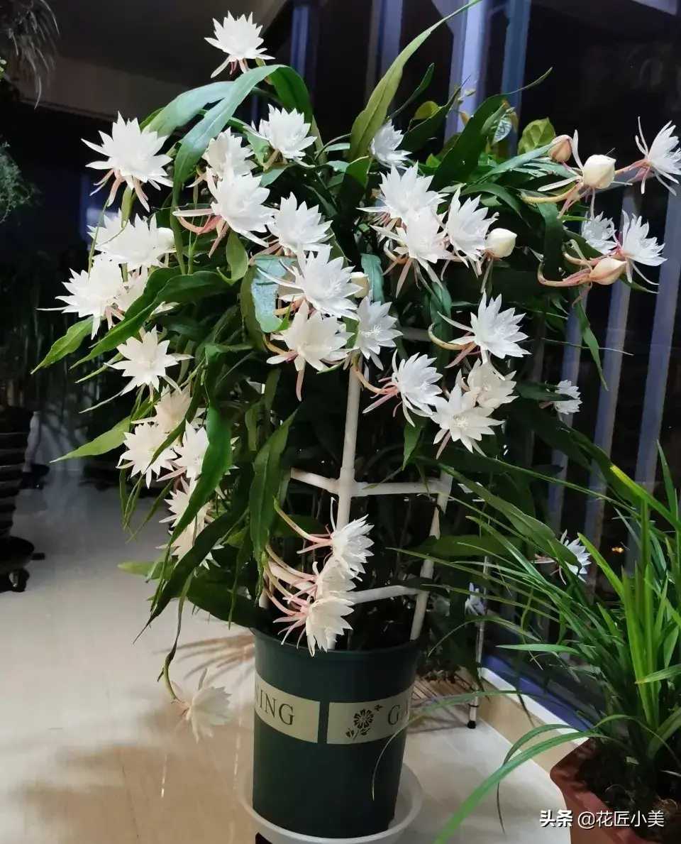昙花不开花？注意这3点，让昙花花苞呼呼地冒，成就真的月下美人