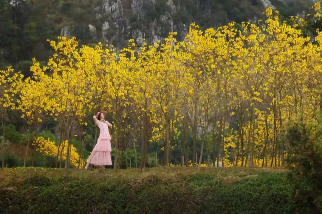 春意盎然花满径，最佳赏花线路又岂能错过……