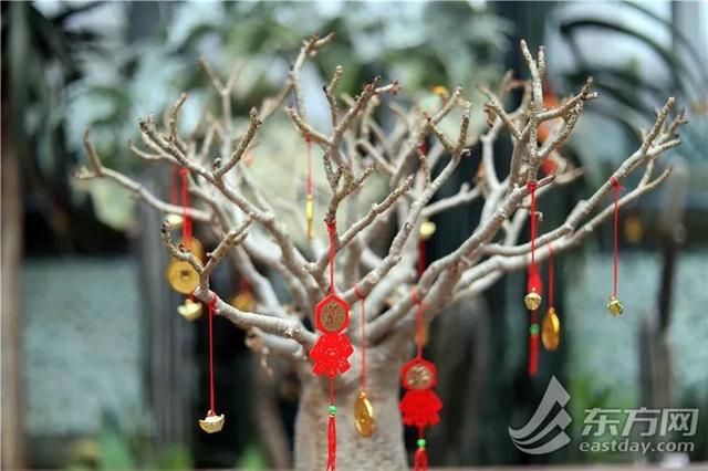 虎尾兰、海虎兰、虎耳草、虎刺梅……“属虎”的植物你知道多少