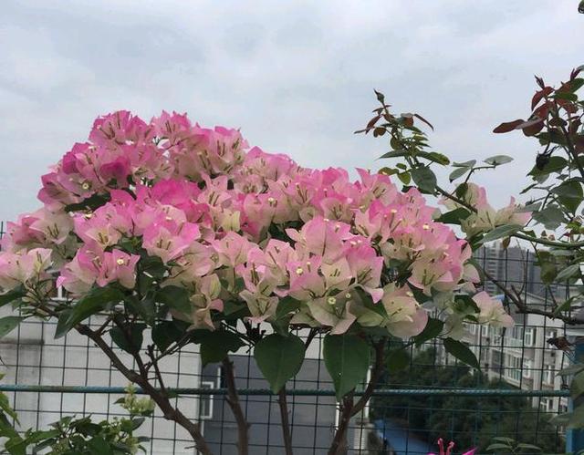 想要三角梅多开花，平时要多做这4件事，方便又实用