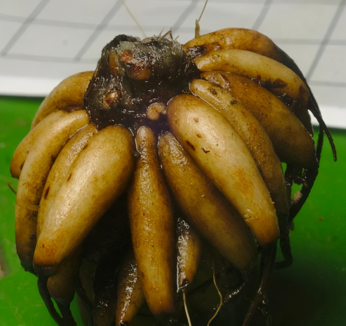 盆栽花毛茛新手养护指南，秋季买干瘪的块根，如何让它快速生长？