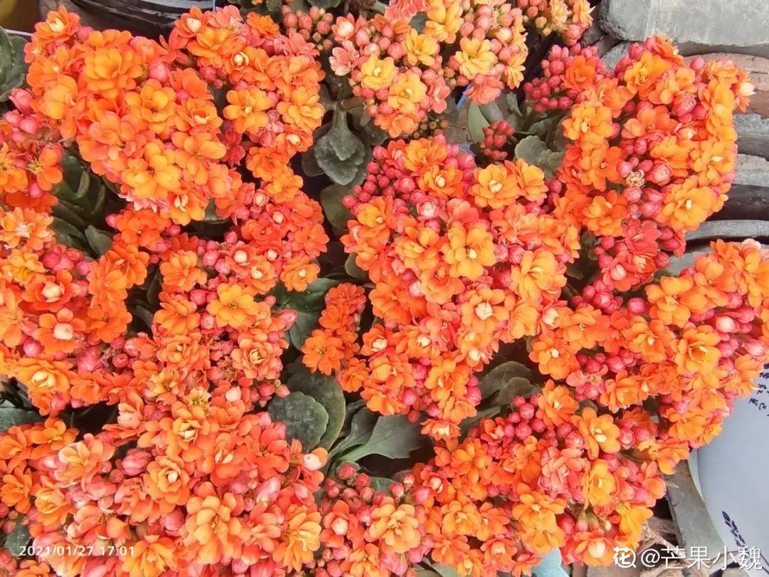 花期超长的花，1盆能开半年，果然名不虚传