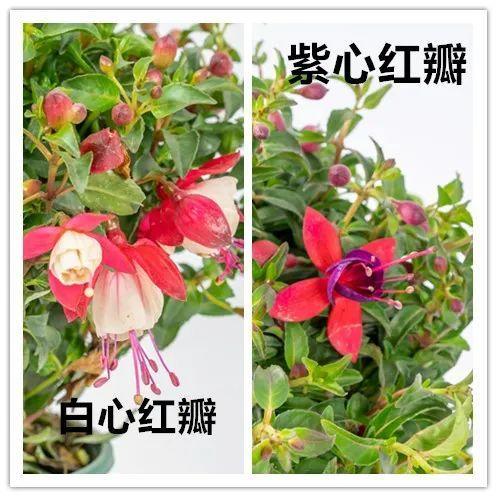 1种花要吊起来养，1次开花上百朵，满盆都是小灯笼