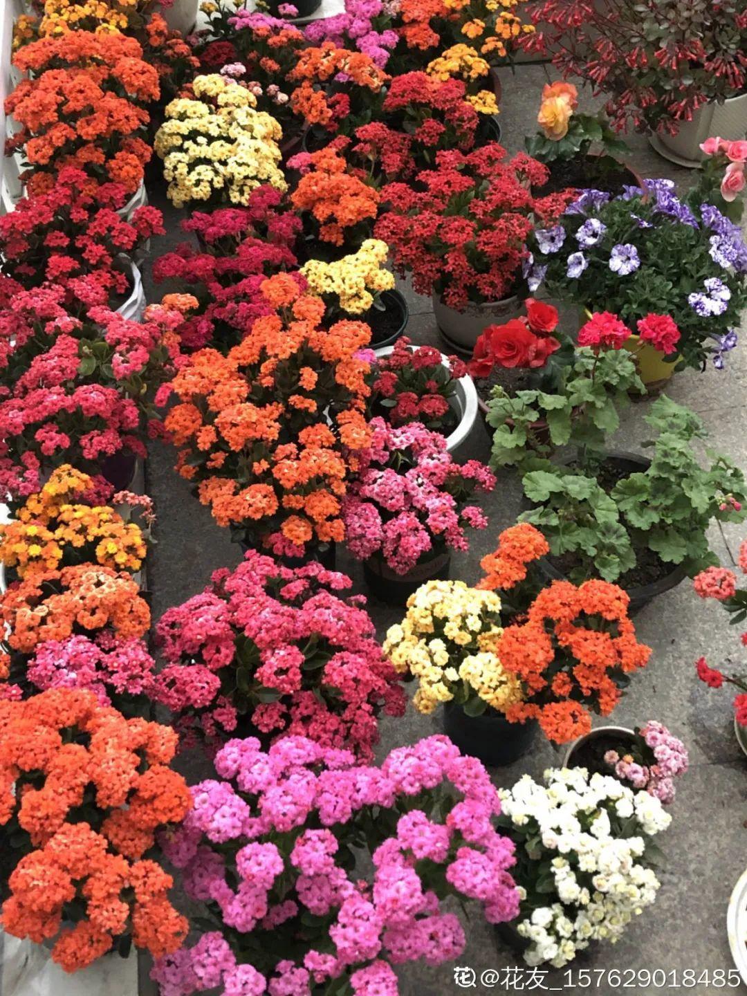 冬天好养的花，皮实不娇气，颜值高上档次，咋养都开花