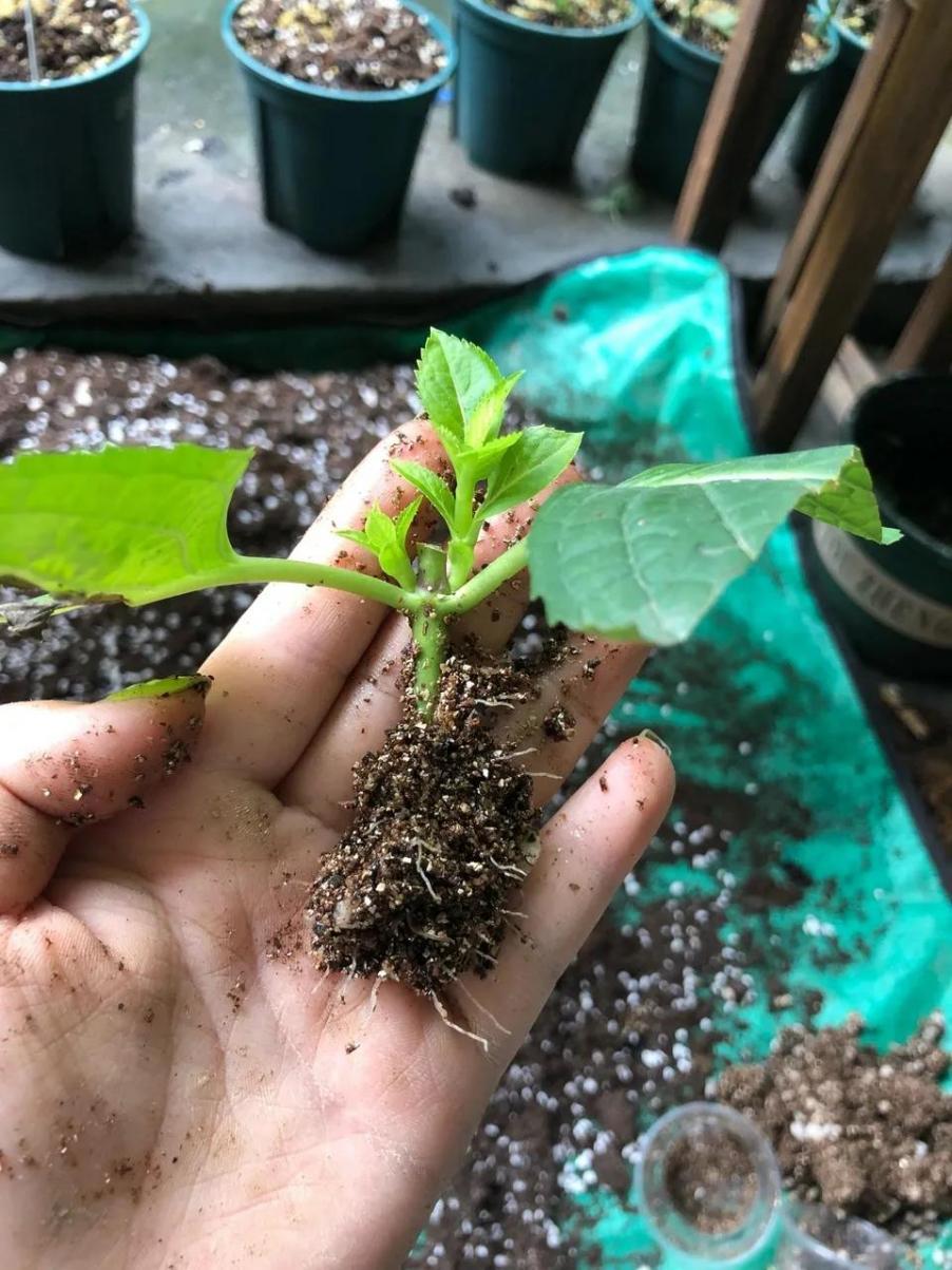 这些表现，妥妥的“花痴”没错了，来看看你是否已养花成“痴”