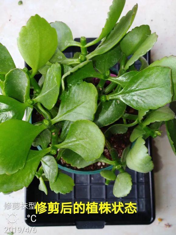 2月养花下狠手，剃光头、撸光叶，越狠越开花