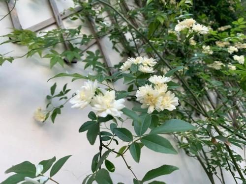 院里栽上这种爬藤花,让你的院子变得更高级 院里栽上这种爬藤花,让你的院子变得更高级