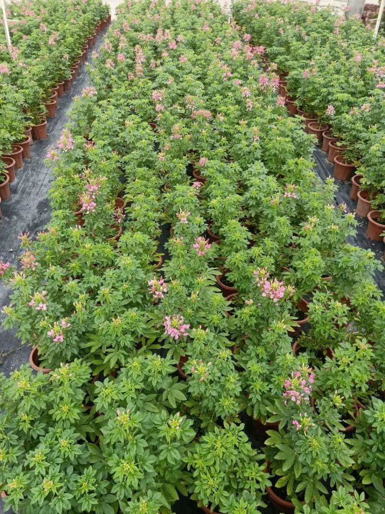 秋天常用的38种花境植物，比第一杯奶茶香