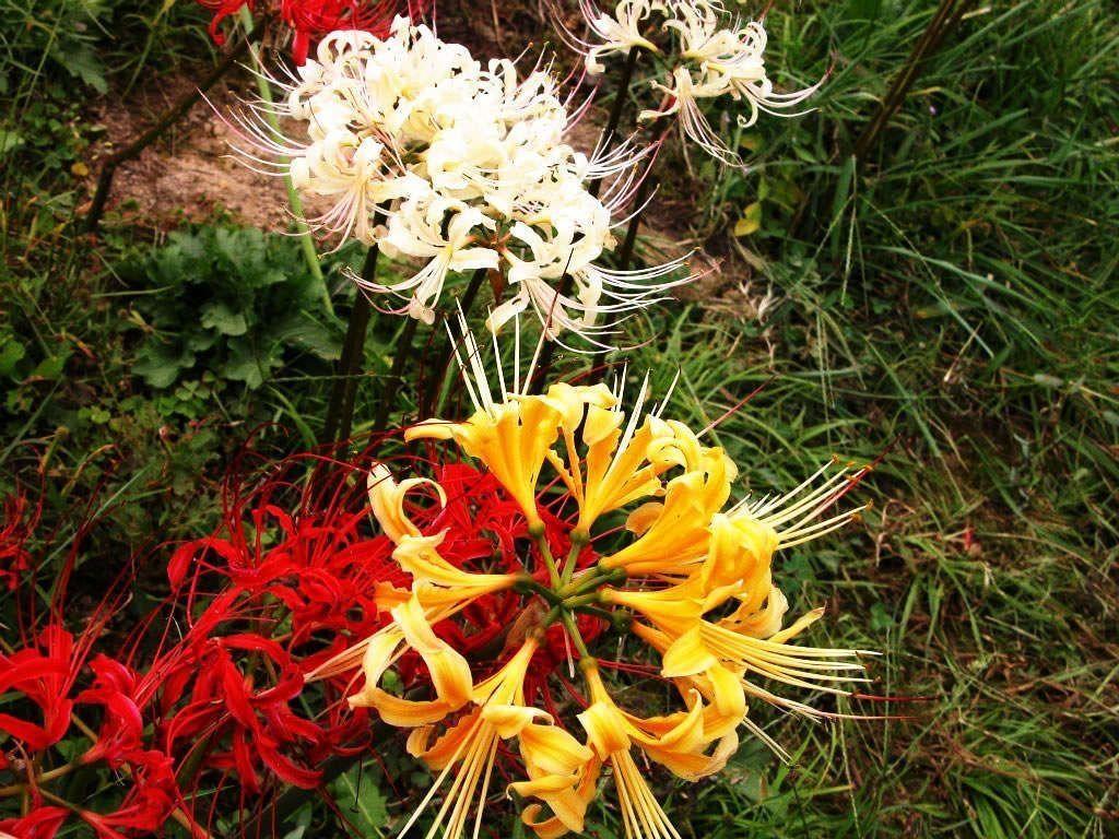 有种花叫石蒜，形体漂亮，种类很多，讨人喜欢