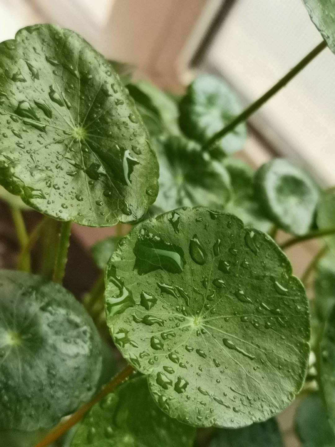 超火的花卉拍照方式，学会了你也是摄影大师