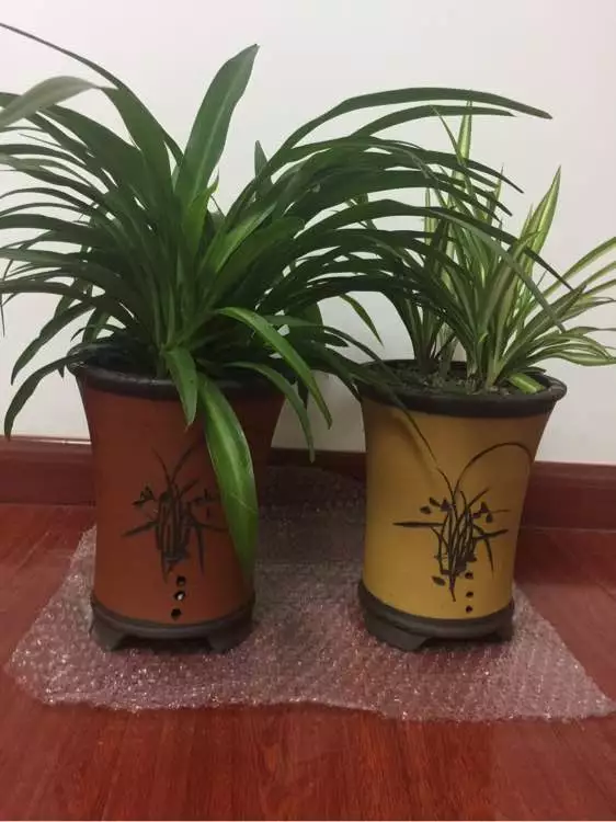 11月前，3种常见花快换盆，再冷就迟了，过冬为难