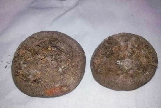 “唤醒”仙客来，3种情况区分对待，50天后就能冒花苞