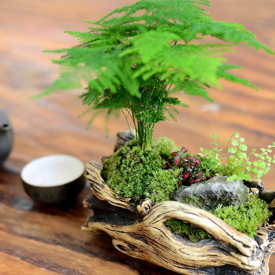 文竹独具风韵，都说不好养，主要是方法不对
