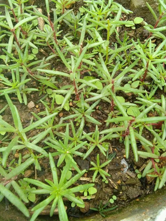 4种花随便掐个枝就活，新手花友别错过，养起来太简单！