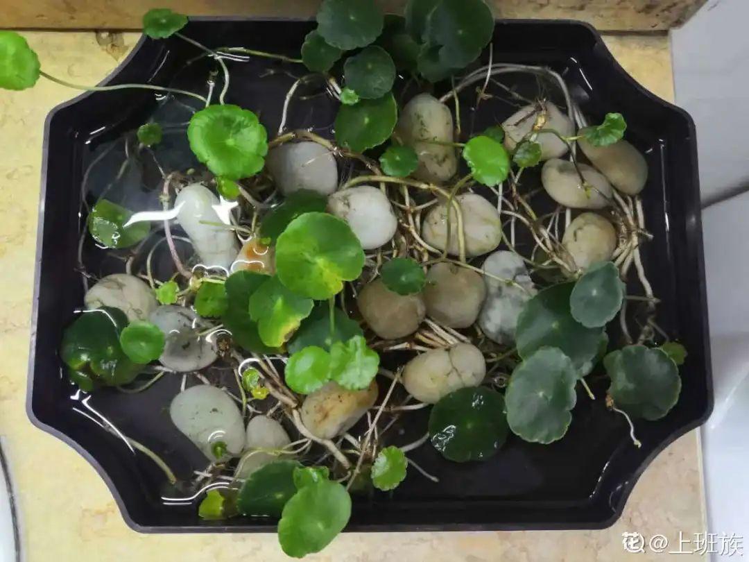 8种“苏醒花”，进入黄金生长季，大水大肥伺候，容易爆盆