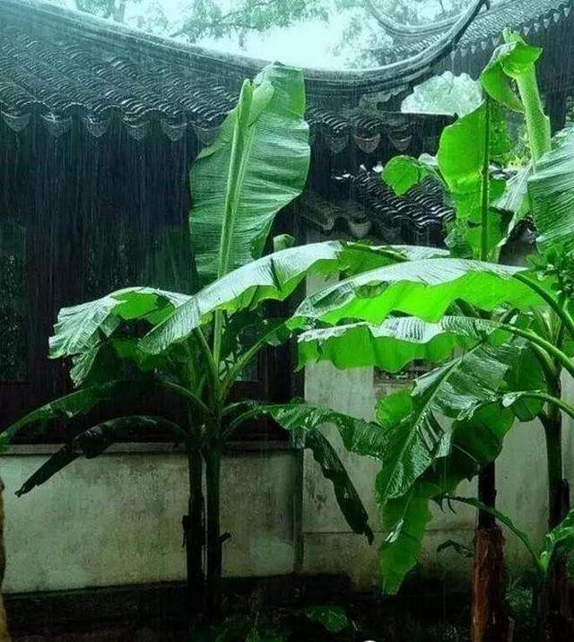 围墙边种什么植物才好？这4种植物，适合跟围墙搭配，清新雅致