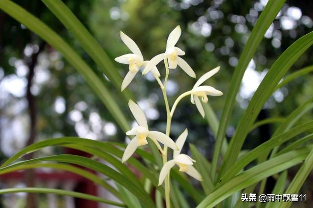 给兰花施肥，要避免3个误区，注意7个方面，否则影响兰花的生长