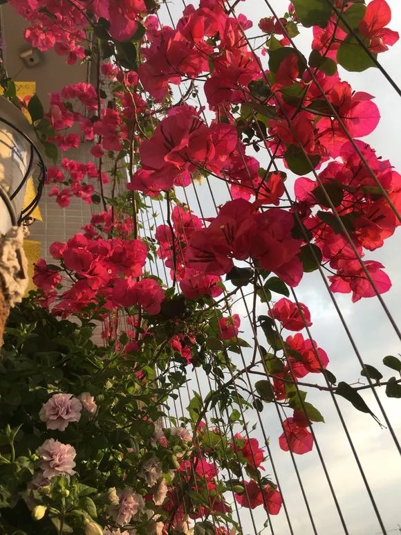6种情况花儿不能晒，能避就避，否则就晒没命了