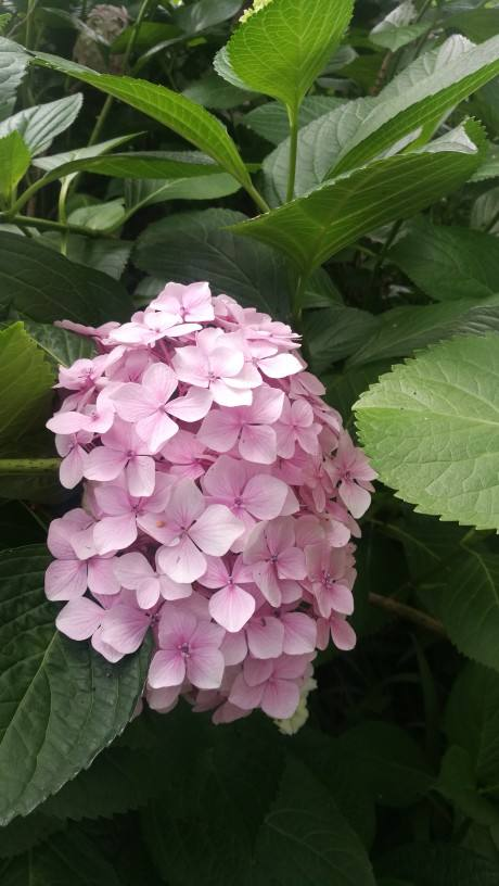 小时候的“看门花”，现在却不常见，你见过几种？