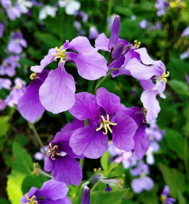 农村院子里种4种花，开春撒种子当年就开花，活脱脱一片花地毯