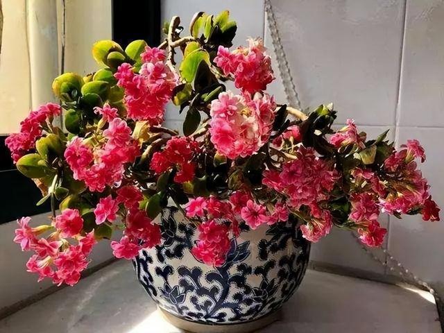5种吉祥花，秋天要控养，“1少2多”记心间，盆盆开满“富贵花”