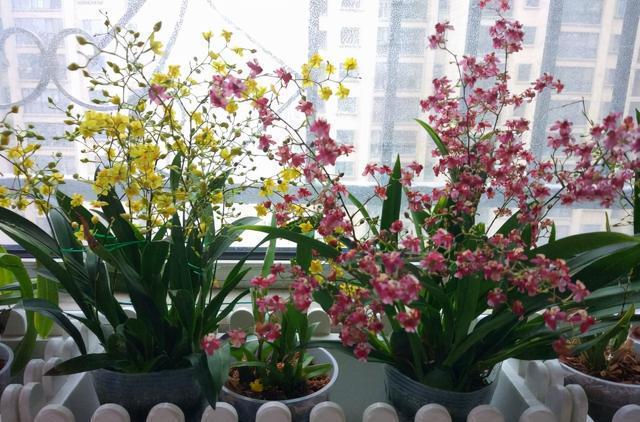 老人经常说，要想身体好，九花不进门，你知道是那9种花？