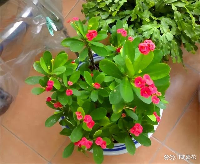 三伏天养花有“5忌”，及时避开安全度夏，叶片油绿开花美极了