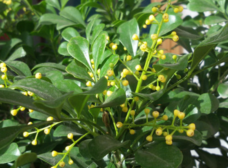 1盆香香花，屋里空气特好闻，心情也好