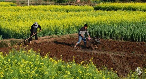 春天“犇”腾而至！云南各地春耕备耕忙