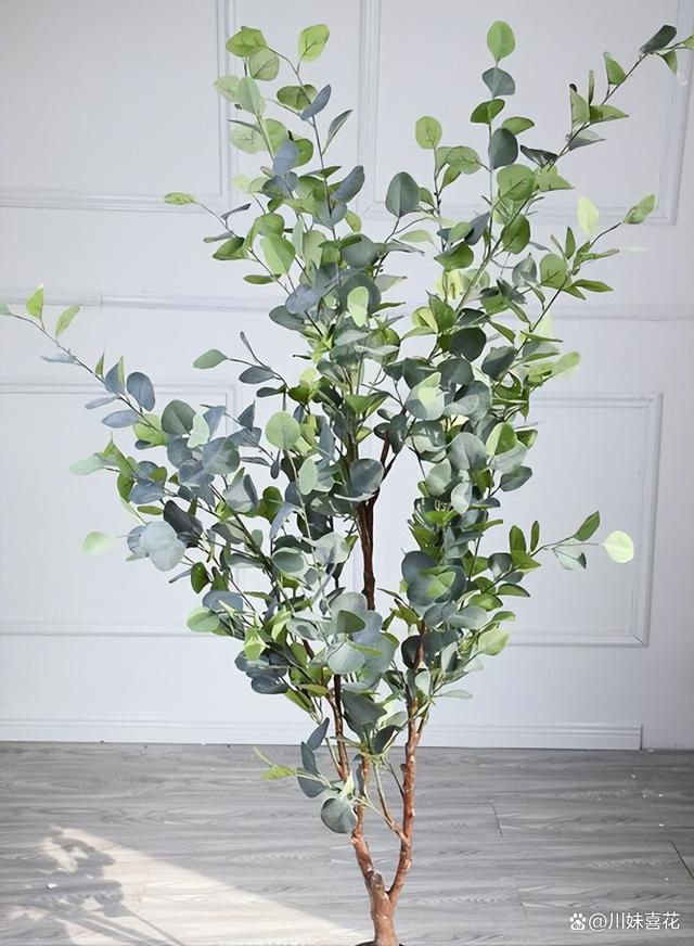 新手养花有讲究，8种“矫情花”别轻易碰，养不好会打击自信心