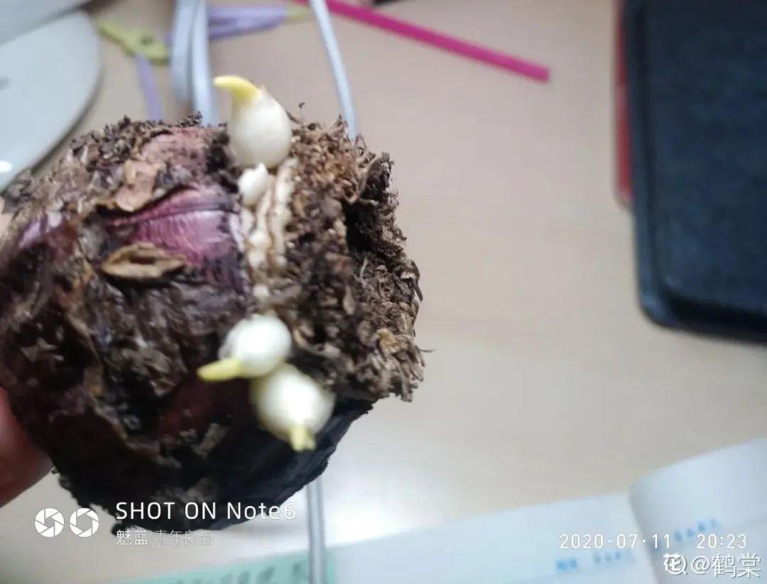 蝴蝶兰开花不是一次性，花后剪一剪，还能继续开花